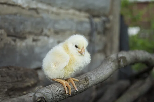 Sentado en una pequeña percha de pollo amarillo . —  Fotos de Stock