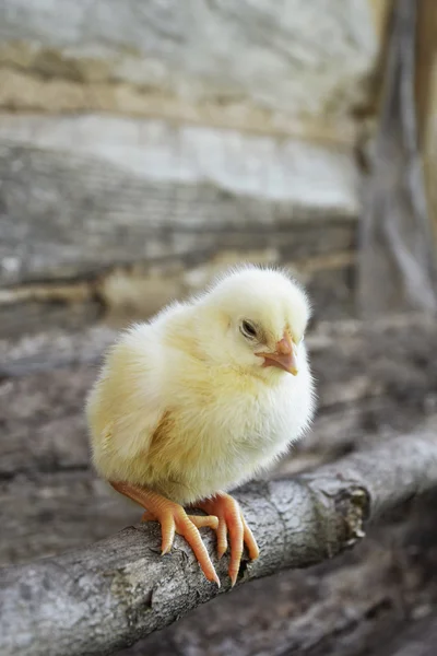 Sentado en una pequeña percha de pollo amarillo . — Foto de Stock