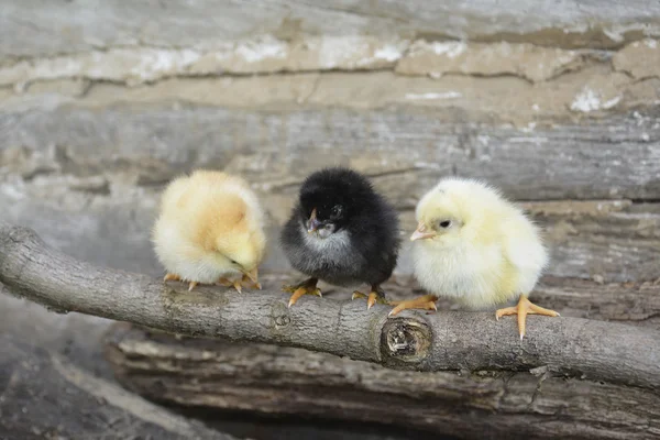 Spring op een stok zitten drie kip. — Stockfoto
