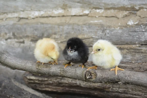 Printemps sur un bâton assis trois poulet . — Photo