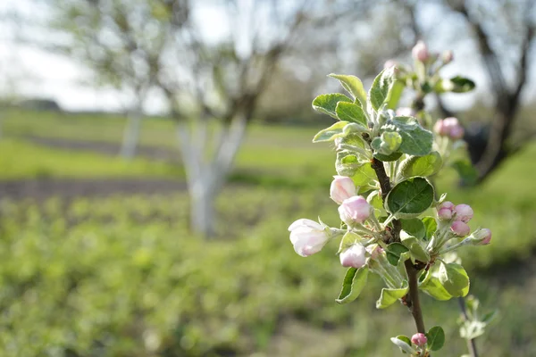 Pommier en fleurs . — Photo