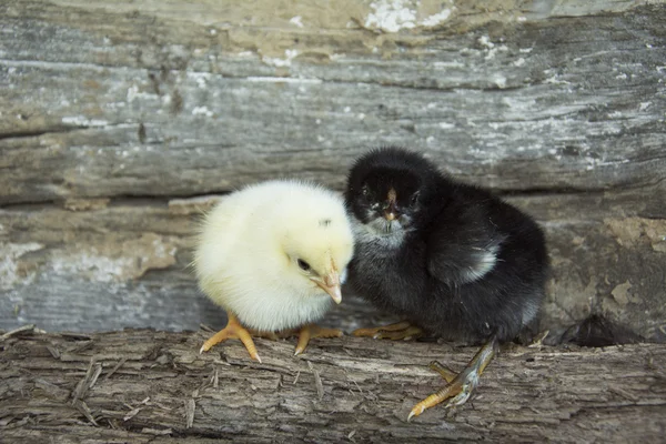 Dos pollos amarillos y negros . — Foto de Stock