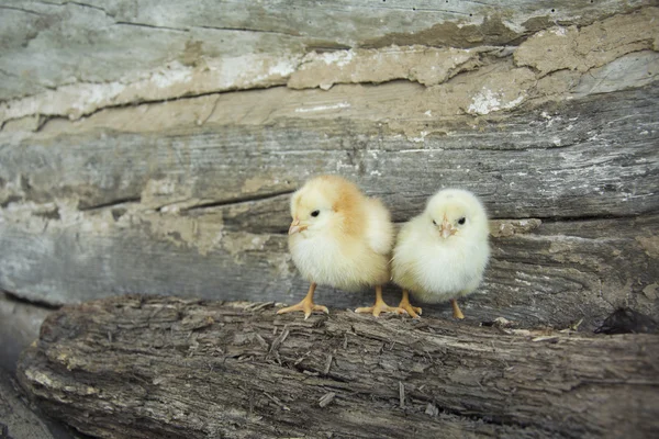 Dos pollos amarillos y negros . —  Fotos de Stock