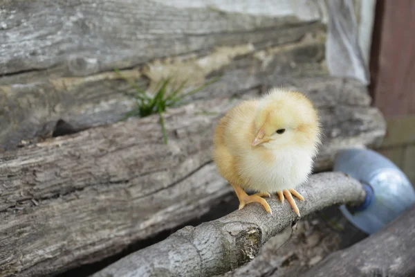 Sentado en una pequeña percha de pollo amarillo . — Foto de Stock