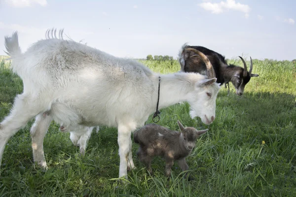 A família de cabras pastando no prado . — Fotografia de Stock