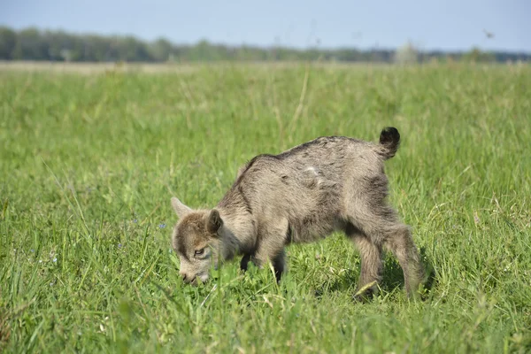 Pequena cabra cinzenta pastando no prado . — Fotografia de Stock