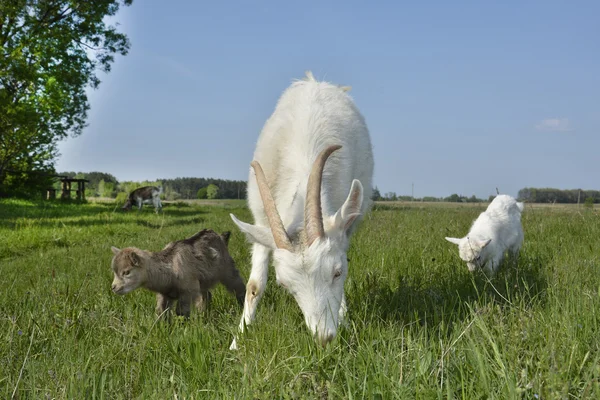 La famille des chèvres qui paissent dans la prairie . — Photo