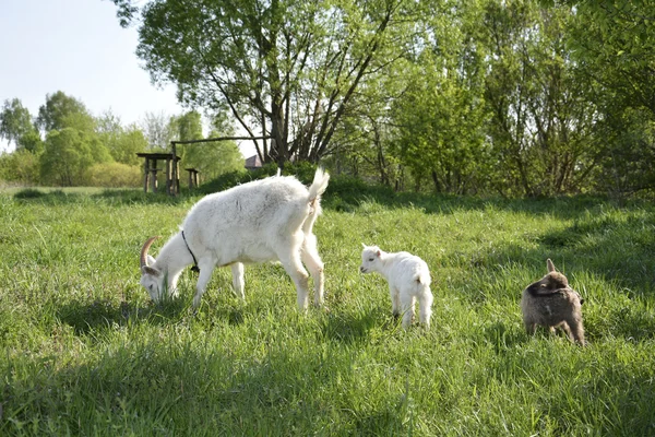 De familie van geiten grazen in de Wei. Stockfoto