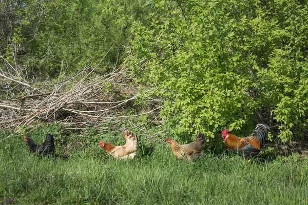 Zomer in de tuin met kippen haan wandelen in het gras. — Stockfoto