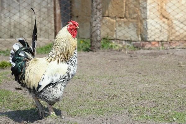 Våren i gården av en solig dag står kuk. — Stockfoto