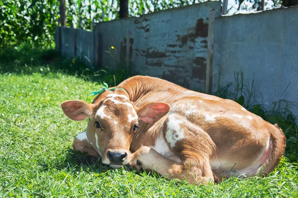 Piccolo vitello macchiato sdraiato sull'erba . — Foto Stock