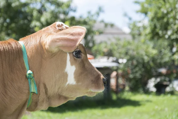 In summer, a small spotted calf. Closeup. — Stock Photo, Image