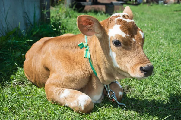 Beetje gevlekte kalf liggen op het gras. Rechtenvrije Stockafbeeldingen