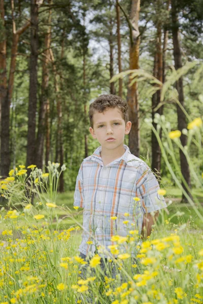 En verano, el niño está en un bosque de pinos cerca de las flores amarillas . — Foto de Stock