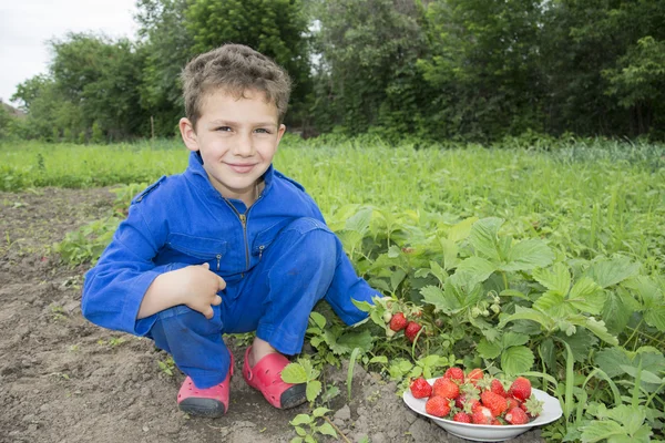 I sommar kräks trädgård lockigt pojken jordgubbar i en skål — Stockfoto