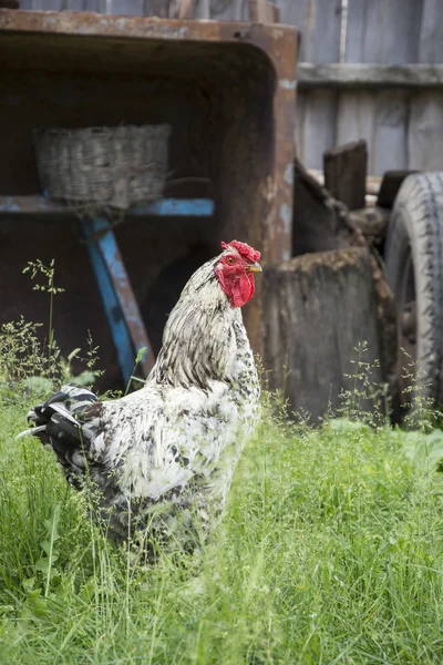 In estate, il villaggio nel cortile nell'erba è un gallo. . — Foto Stock