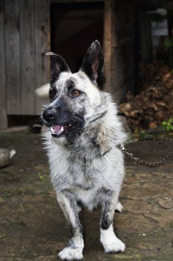 Yaz aylarında köy bahçesinde köpek ayakta yakınındaki kulübenin içinde.