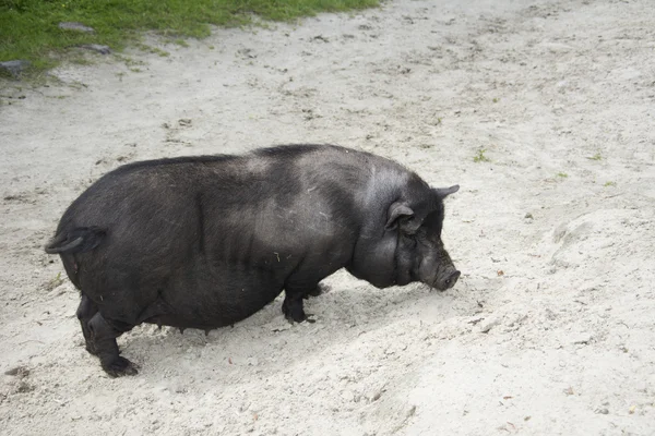Summer sunny day black fat pig. — Stock Photo, Image
