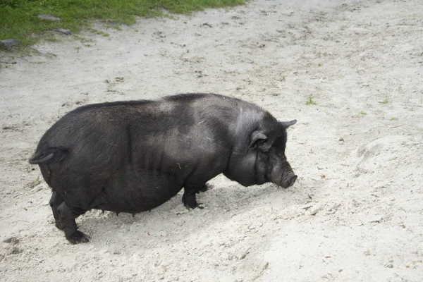 Zomer zonnige dag zwarte vet varken. — Stockfoto