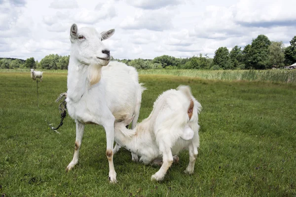 Zomer zonnige dag geit kind voeding. — Stockfoto