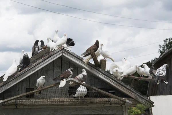 Yaz parlak güneşli bir günde renkli güvercinler dovecote üzerinde oturan. — Stok fotoğraf