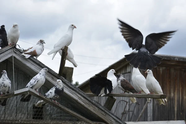 Été lumineux jour ensoleillé pigeons colorés assis sur un pigeonnier . — Photo