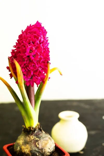 Квітуча Рожева Квітка Гіацинта Квіткова Цибулина Горщику Вдома Весняний Настрій — стокове фото