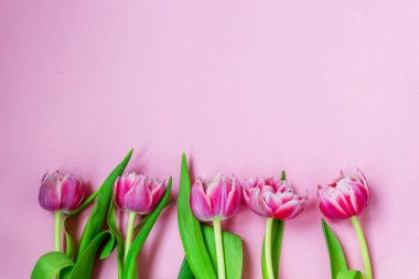 Pembe arka planda pembe laleler. Düz yerde, üst tarafta. Sevgililer Günü. Bahar havası. Yatay, boşluğu kopyala