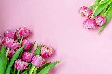 Pembe arka planda pembe laleler. Düz yerde, üst tarafta. Sevgililer Günü. Bahar havası. Yatay, boşluğu kopyala