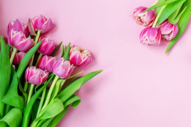 Pembe arka planda pembe laleler. Düz yerde, üst tarafta. Sevgililer Günü. Bahar havası. Yatay, boşluğu kopyala