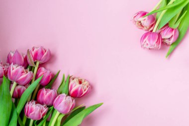 Pembe arka planda pembe laleler. Düz yerde, üst tarafta. Sevgililer Günü. Bahar havası. Yatay, boşluğu kopyala.