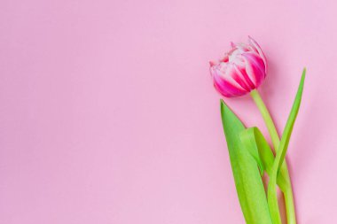 Pembe arka planda pembe laleler. Düz yerde, üst tarafta. Sevgililer Günü. Bahar havası. Yatay, boşluğu kopyala