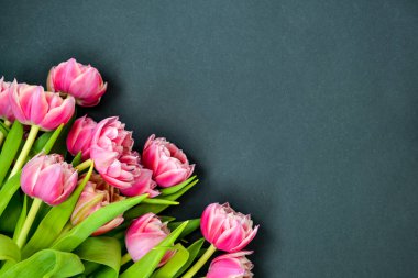 Siyah tebeşir tahtasında yeşil yapraklı pembe lale çiçeği. Uzayı kopyala Bahar tatili kavramı.