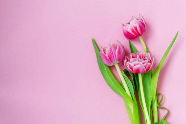 Pembe arka planda pembe laleler. Düz yerde, üst tarafta. Sevgililer Günü. Bahar havası. Yatay, boşluğu kopyala