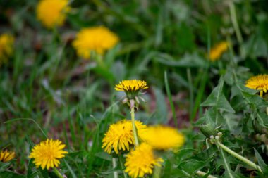 Yeşil çimenlikteki bahar sarısı karahindibalar