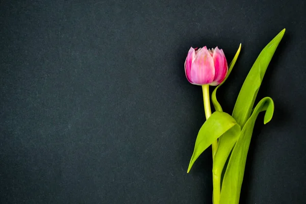 Flor Tulipán Rosa Con Hojas Verdes Aisladas Sobre Pizarra Tiza — Foto de Stock