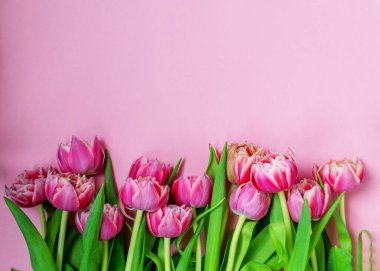Pembe arka planda pembe laleler. Düz yerde, üst tarafta. Sevgililer Günü. Bahar havası. Yatay, boşluğu kopyala