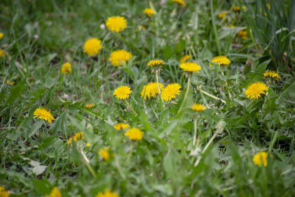 Wiosna Żółte Mniszki Zielonej Trawie Polu — Zdjęcie stockowe