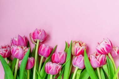 Pembe arka planda pembe laleler. Düz yerde, üst tarafta. Sevgililer Günü. Bahar havası. Yatay, boşluğu kopyala