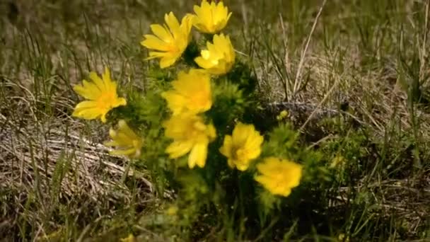 Žluté Divoké Květy Louce Houpají Větru Detailní Záběr Rozmazané Pozadí — Stock video