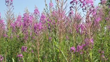 Pembe ateş otu çiçekleriyle dolu bir tarla. Ivan Chai 'nin faydalı bitki örtüsü. Çay koleksiyonu..