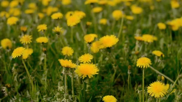 Dientes de león amarillos en un campo en el viento. Flores amarillas crecen en el campo — Vídeos de Stock