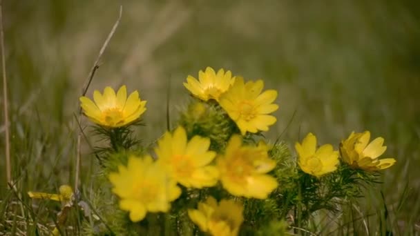 Žluté divoké květy na louce se houpají ve větru. Detailní záběr, rozmazané pozadí