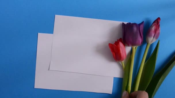 A female hand lays down one purple tulip to the other two tulips on a blue background and white blank sheets lie next to it. Mockup. Flat layout. — Stock Video