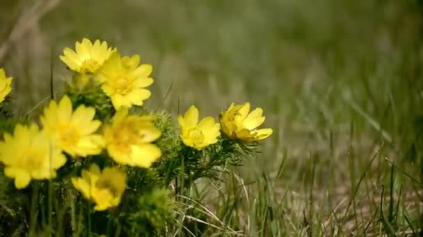 牧草地で黄色の野生の花が風に揺れる。クローズアップ、ぼやけた背景. — ストック動画