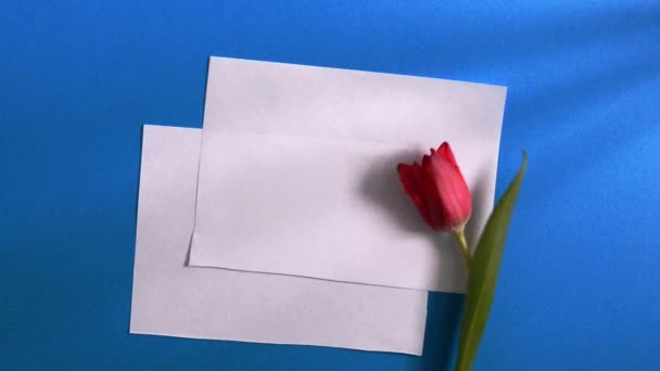 Uma mão feminina estabelece duas tulipas vermelhas em um fundo azul e folhas brancas em branco ficam ao lado dele. Mockup — Vídeo de Stock