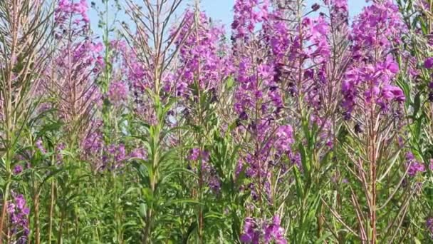 Field with pink flowers of fireweed. Useful vegetation of Ivan Chai. Collection of tea — Stock Video