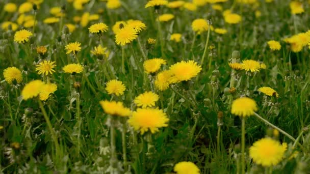Κίτρινο πικραλίδες σε ένα χωράφι στον άνεμο. Κίτρινα λουλούδια φυτρώνουν στο χωράφι. — Αρχείο Βίντεο