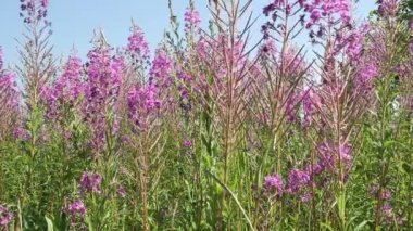 Pembe ateş otu çiçekleriyle dolu bir tarla. Ivan Chai 'nin faydalı bitki örtüsü. Çay koleksiyonu.