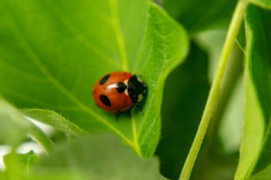 Taze yeşil çimenlerde oturan uğur böceği sığ alan derinliği .